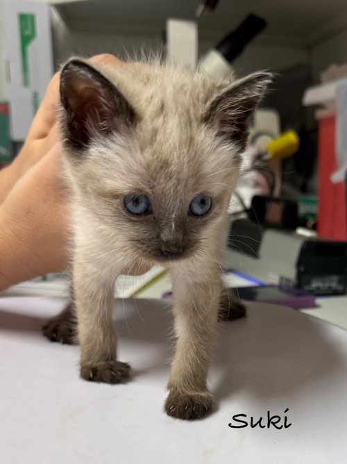 Suki