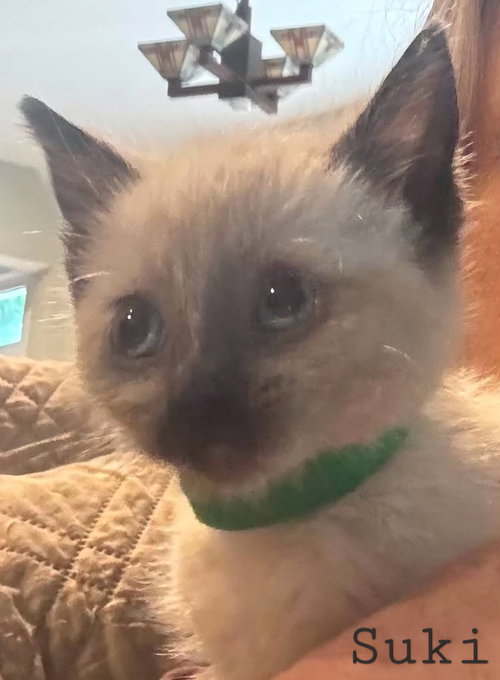 Suki, Baby Siamese, cat for adoption in Spartanburg, South Carolina
