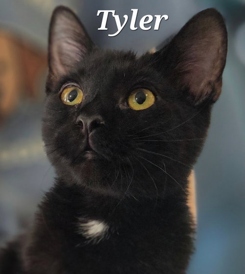Tyler, a cat for adoption from Heart of the Foothills Animal Rescue