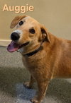 Auggie - Photo 1