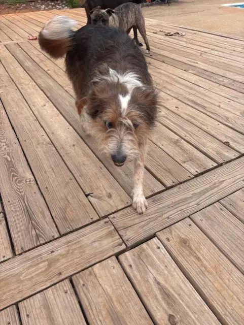 Piper Courtesy Post - Terrier