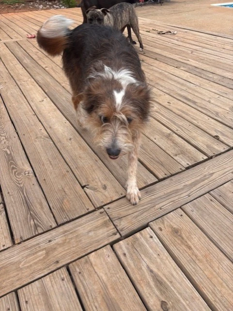 Piper Courtesy Post