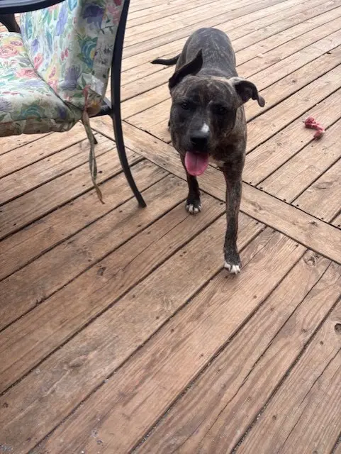 Sammy Courtesy Post - Pit Bull Terrier