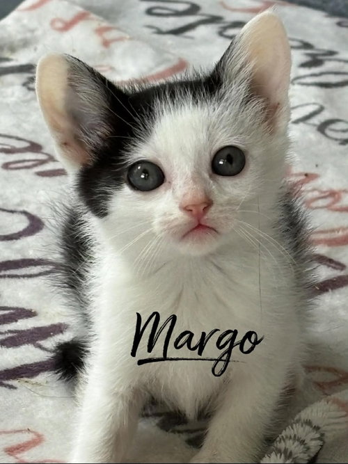 Margo, an adoptable Domestic Short Hair in Rutherfordton, NC