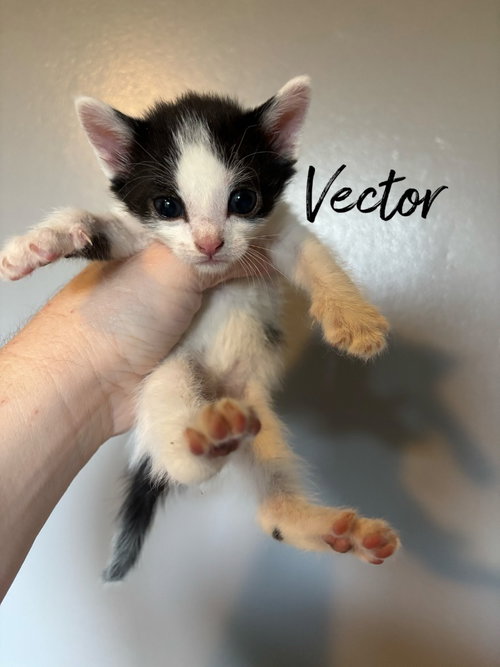 Vector