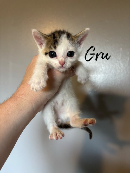 Gru