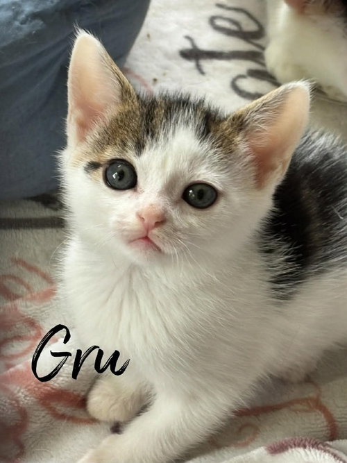 Gru
