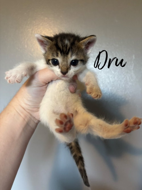 Dru