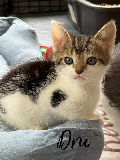 Dru, an adoptable Domestic Short Hair in Rutherfordton, NC