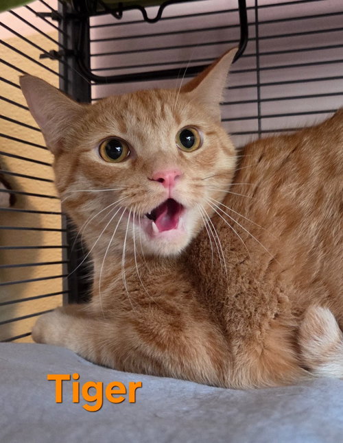 Tiger