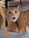 Tiger - Photo 2