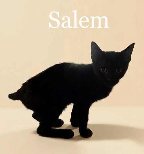 Salem