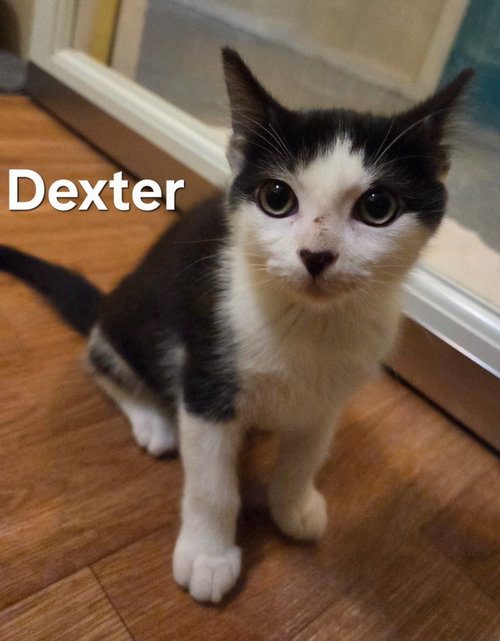 Dexter, Baby Domestic Short Hair, cat for adoption in Hickory, North Carolina