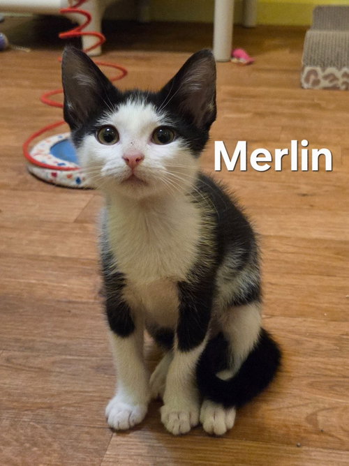 Merlin, Baby Domestic Short Hair, cat for adoption in Hickory, North Carolina