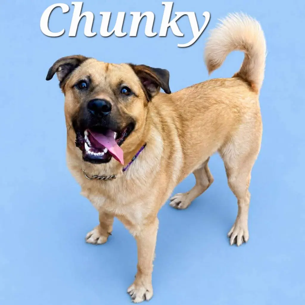 Chunky - Shepherd