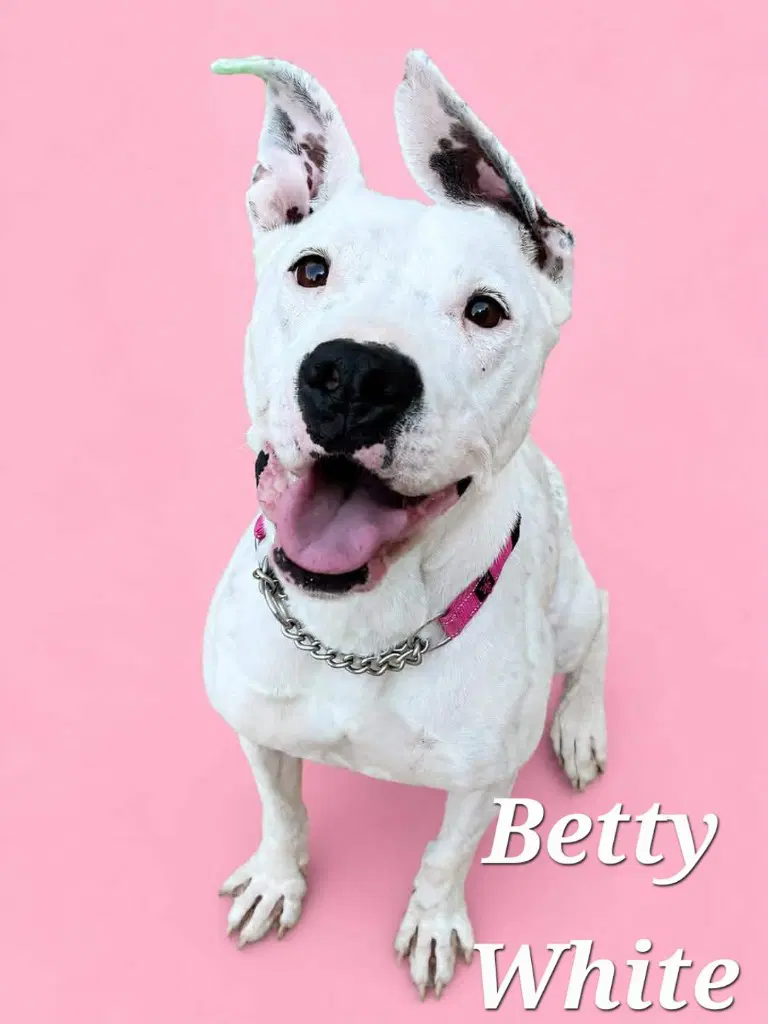 Betty White - Terrier