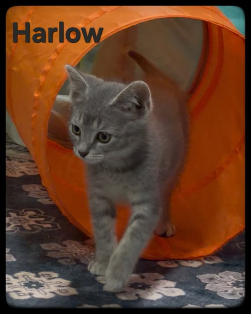 Harlow, an adoptable Domestic Short Hair in Rutherfordton, NC