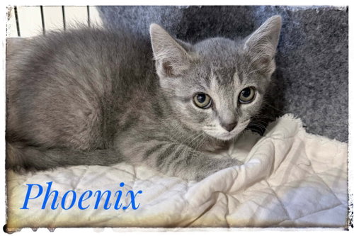 Phoenix