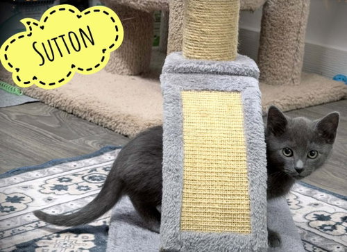 SUTTON - Domestic Short Hair available for adoption
