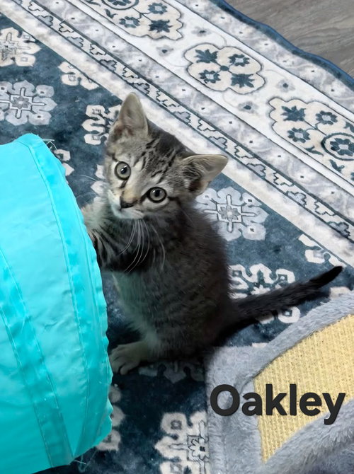 Oakley