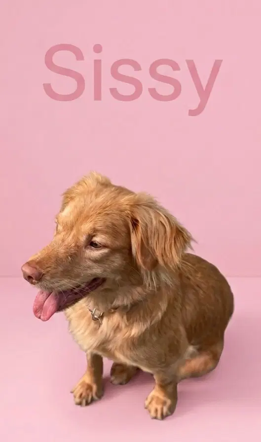 Sissy - Golden Retriever