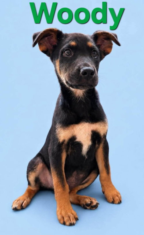 Woody, an adoptable Terrier in Rutherfordton, NC
