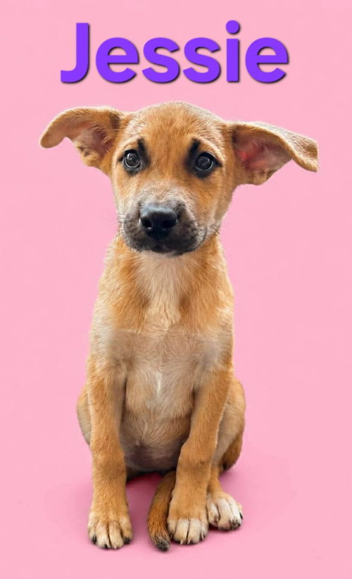 Jessie, an adoptable Terrier in Rutherfordton, NC