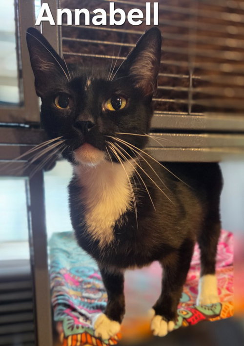 Annabell, an adoptable Domestic Short Hair in Rutherfordton, NC