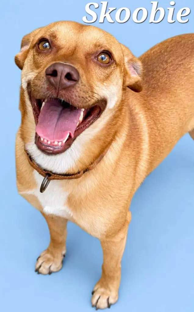 Skoobie - Terrier