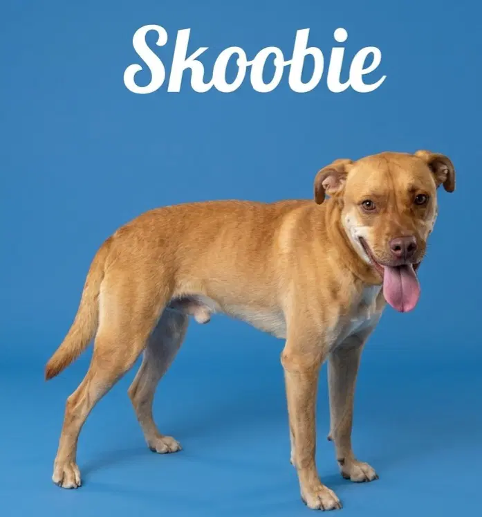 Skoobie image 3