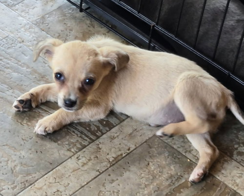 Ayla, an adoptable Terrier in Rutherfordton, NC