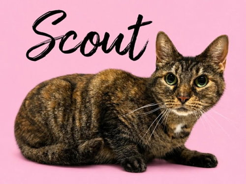 Scout