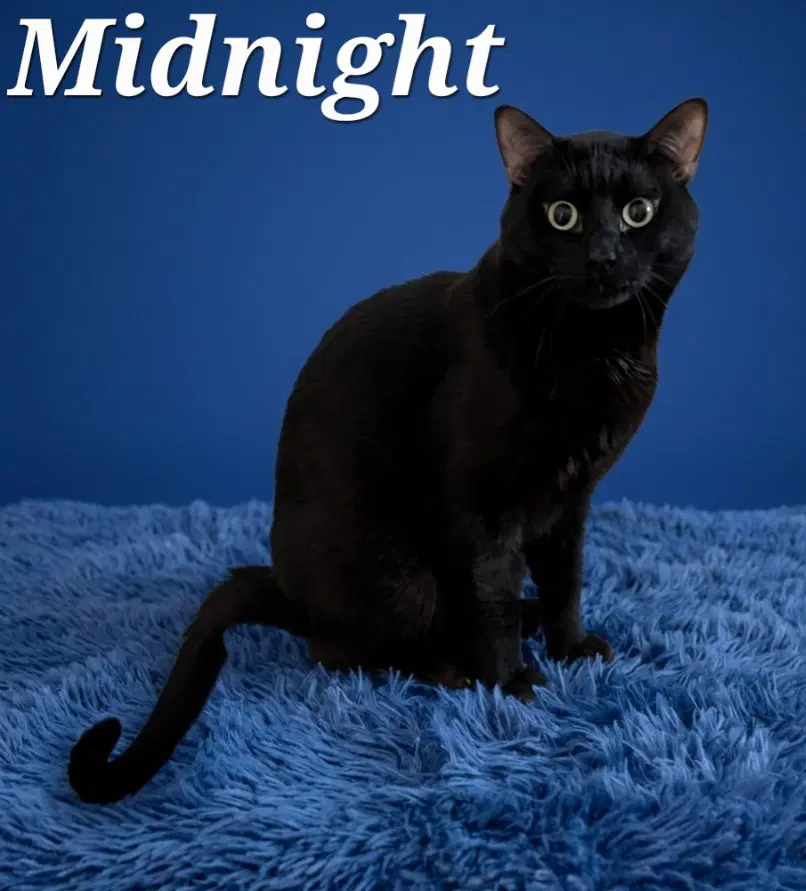 Midnight - Domestic Short Hair