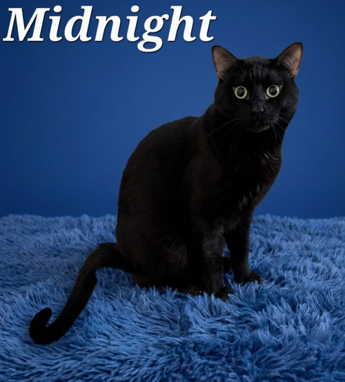 Midnight, a cat for adoption from Heart of the Foothills Animal Rescue