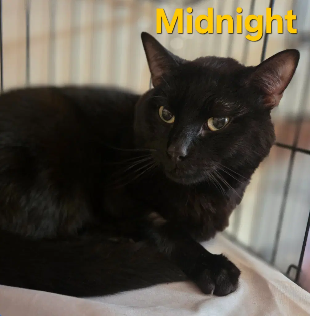 Midnight image 2