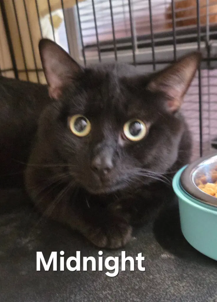 Midnight image 3