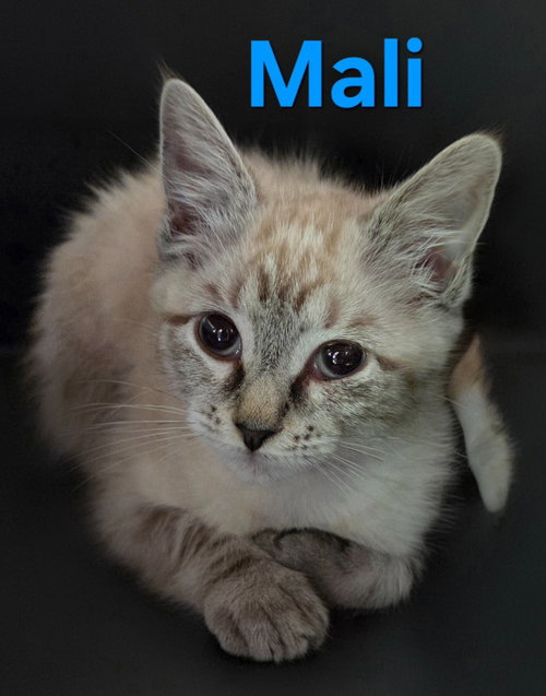 Mali photo 2