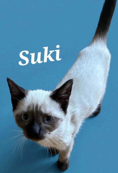Suki