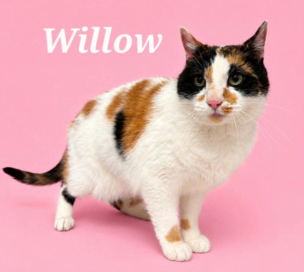 Willow