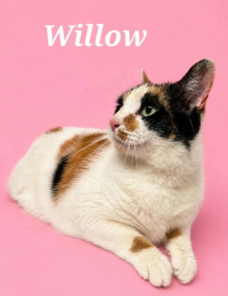 Willow image 3