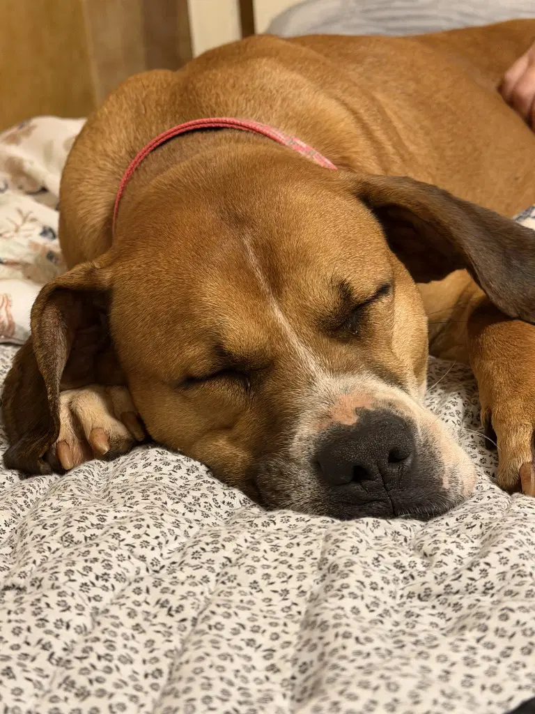Nyla Courtesy Post - Pit Bull Terrier