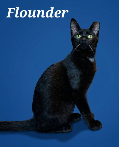 Flounder, a cat for adoption from Heart of the Foothills Animal Rescue
