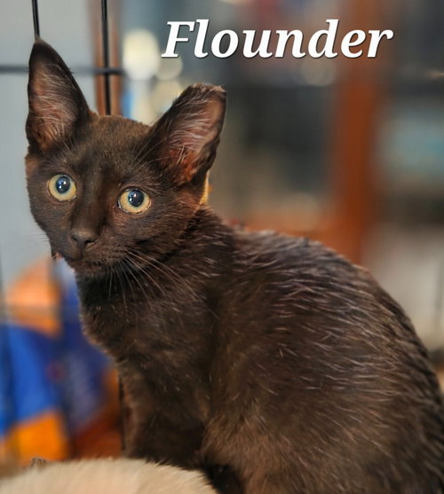 Photo 2 of Flounder