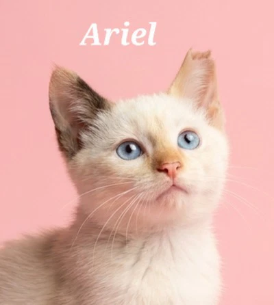 Ariel