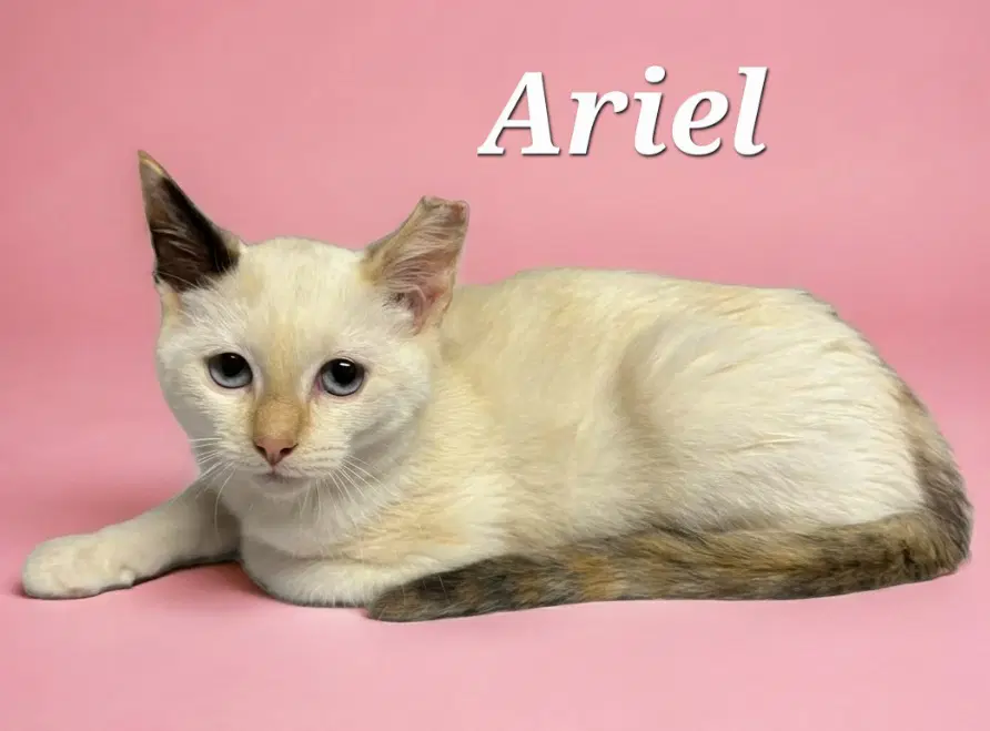 Ariel image 2