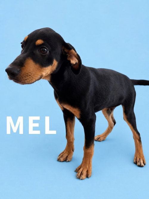 picture of the dog needing adoption
