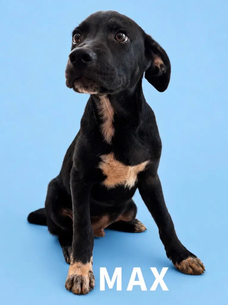 Max - Labrador Retriever