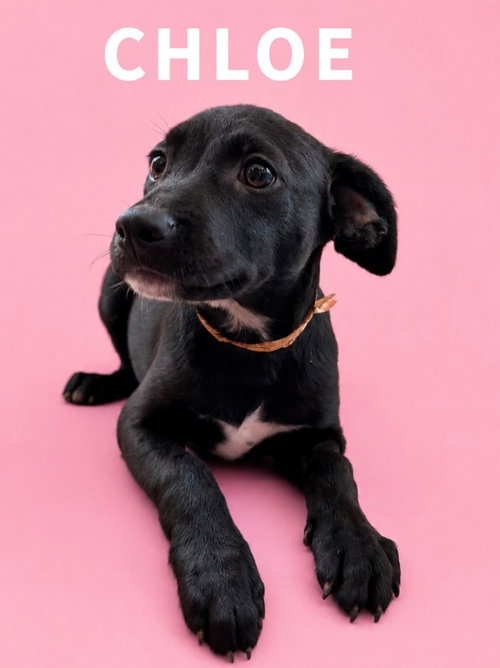 picture of the dog needing adoption