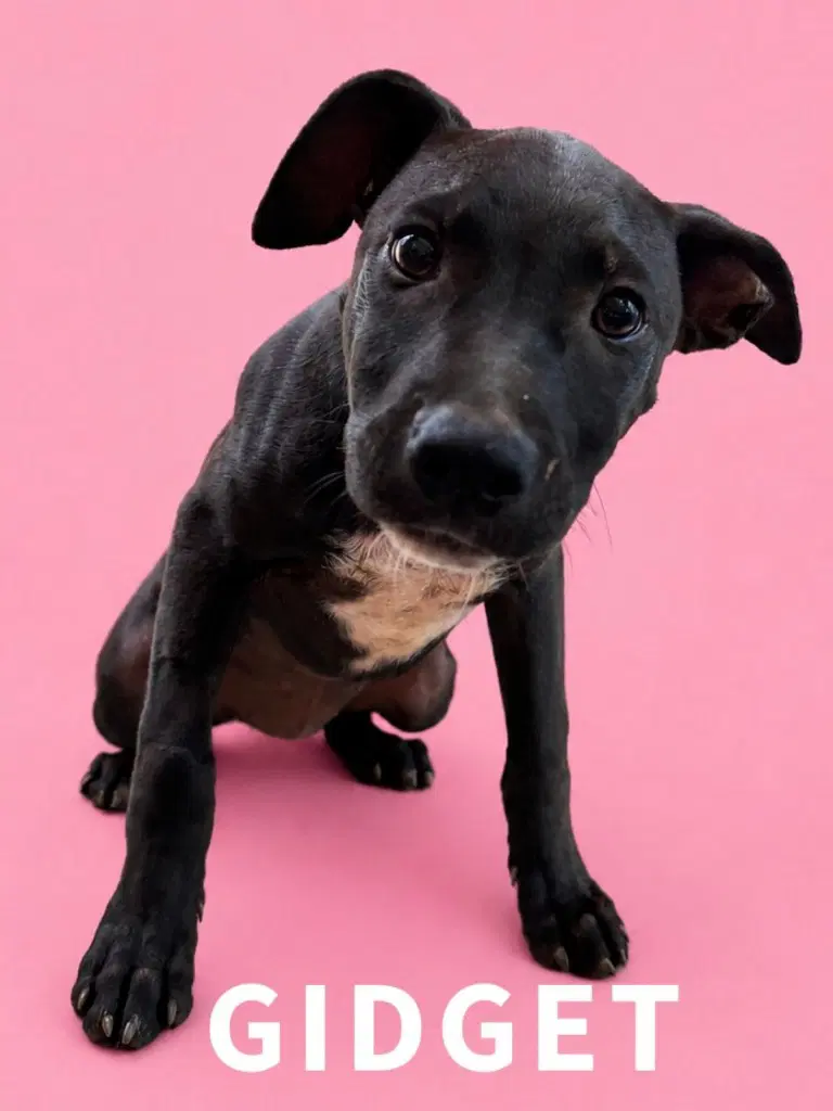 Gidget - Labrador Retriever
