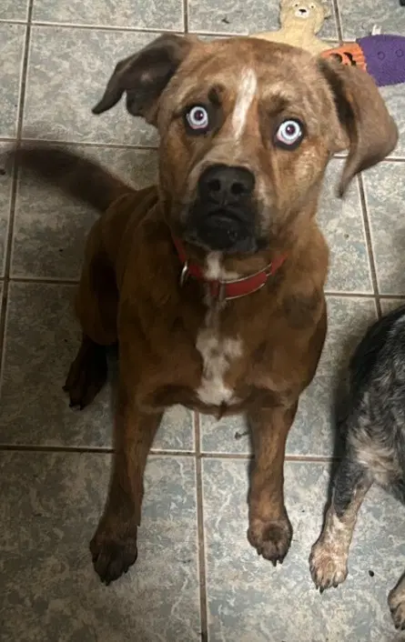Gravy Courtesy Post - Terrier